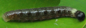 Hasora hurama hurama - Final Larvae